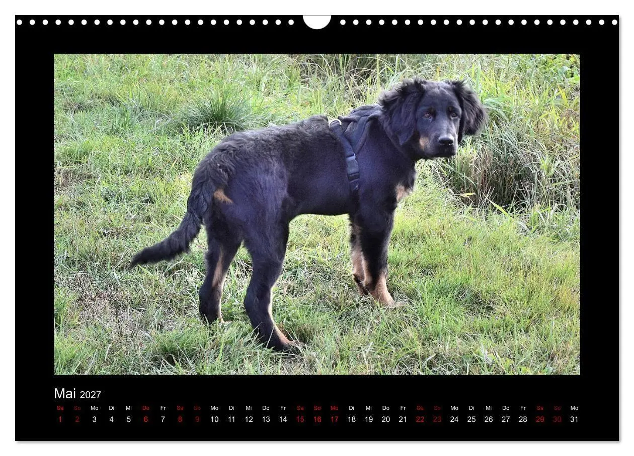 Bild: 9783569692152 | Der Hovawart... Dein Freund fürs Leben! (Wandkalender 2027 DIN A3...