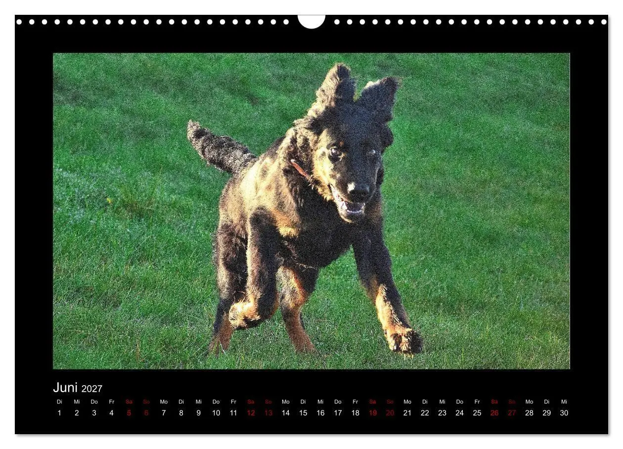 Bild: 9783569692152 | Der Hovawart... Dein Freund fürs Leben! (Wandkalender 2027 DIN A3...