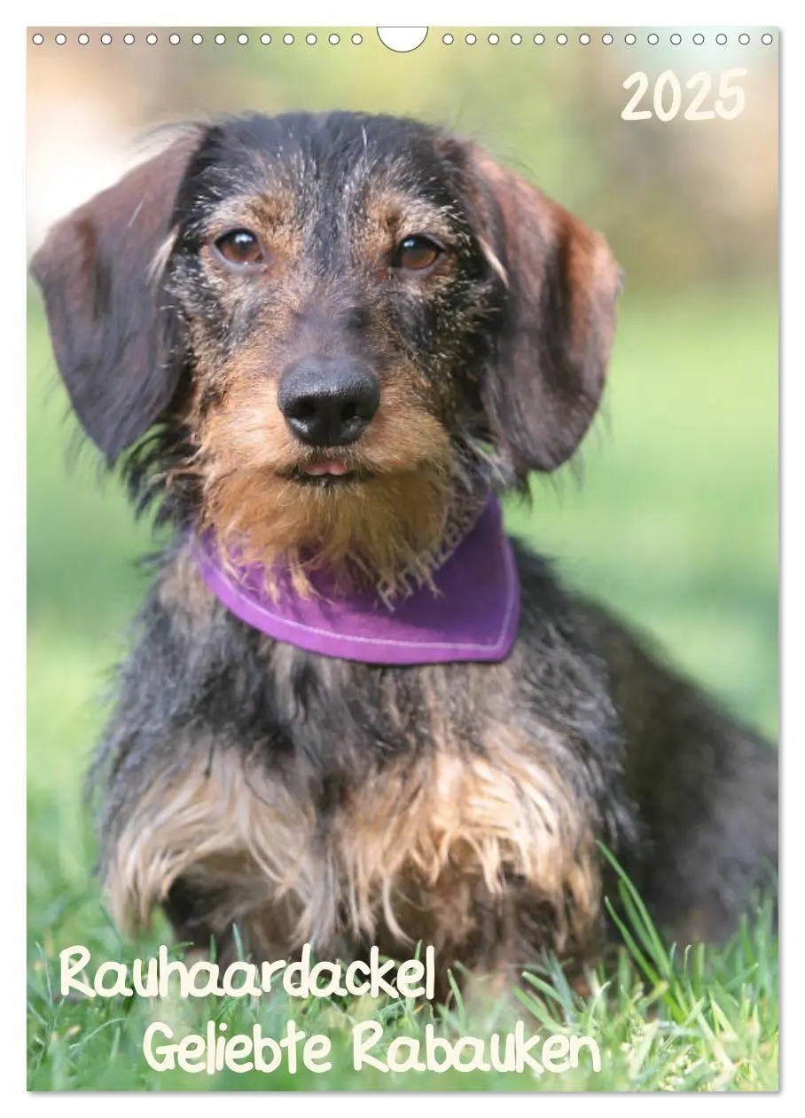 Cover: 9783457022252 | Geliebte Rabauken - Rauhaardackel (Wandkalender 2025 DIN A3 hoch),...