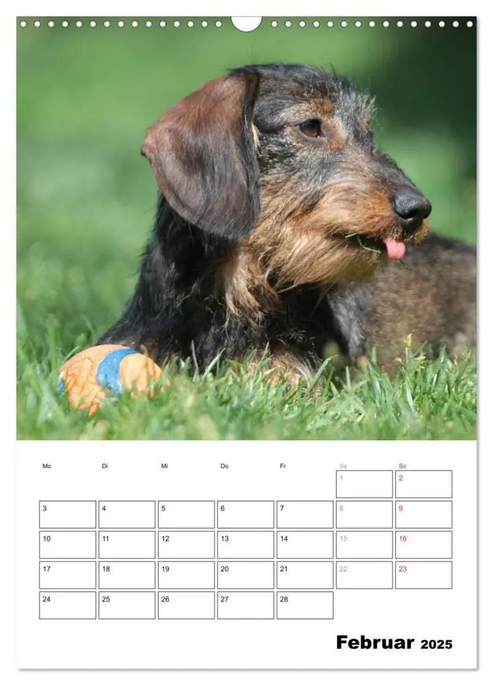 Bild: 9783457022252 | Geliebte Rabauken - Rauhaardackel (Wandkalender 2025 DIN A3 hoch),...