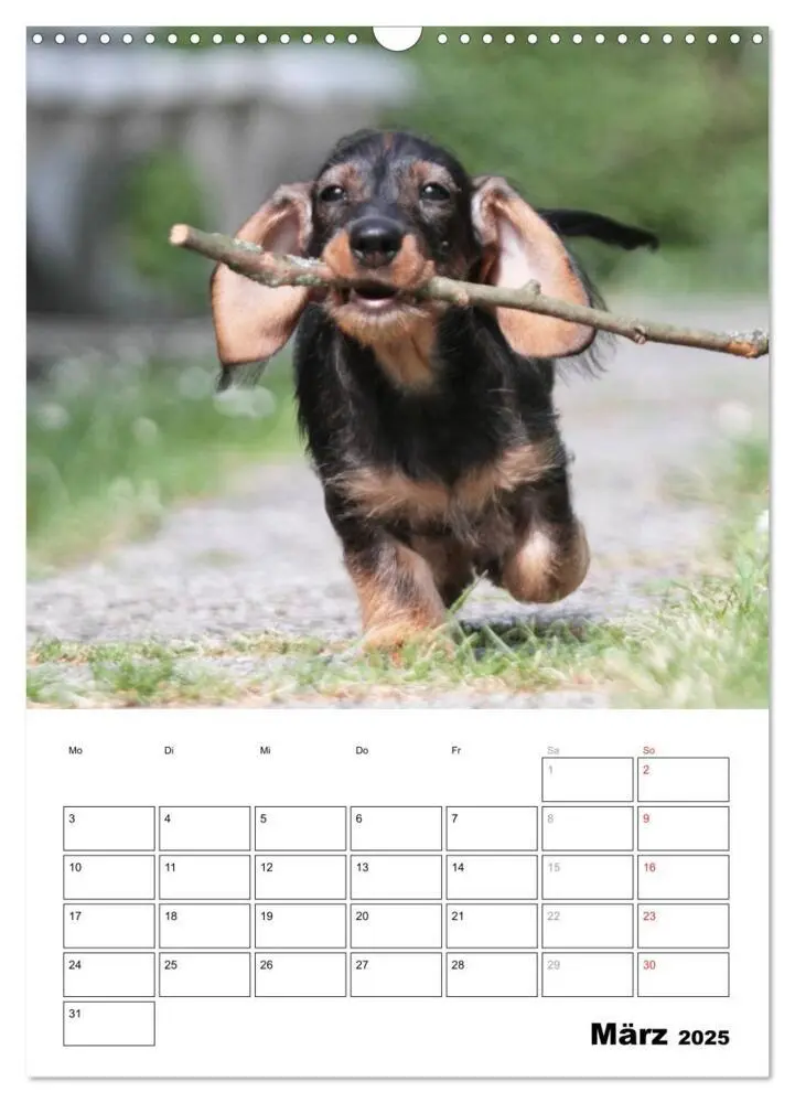 Bild: 9783457022252 | Geliebte Rabauken - Rauhaardackel (Wandkalender 2025 DIN A3 hoch),...