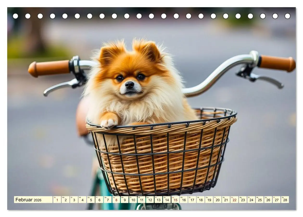 Bild: 9783516592252 | Tausendsassa - Pomeranian (Tischkalender 2026 DIN A5 quer),...