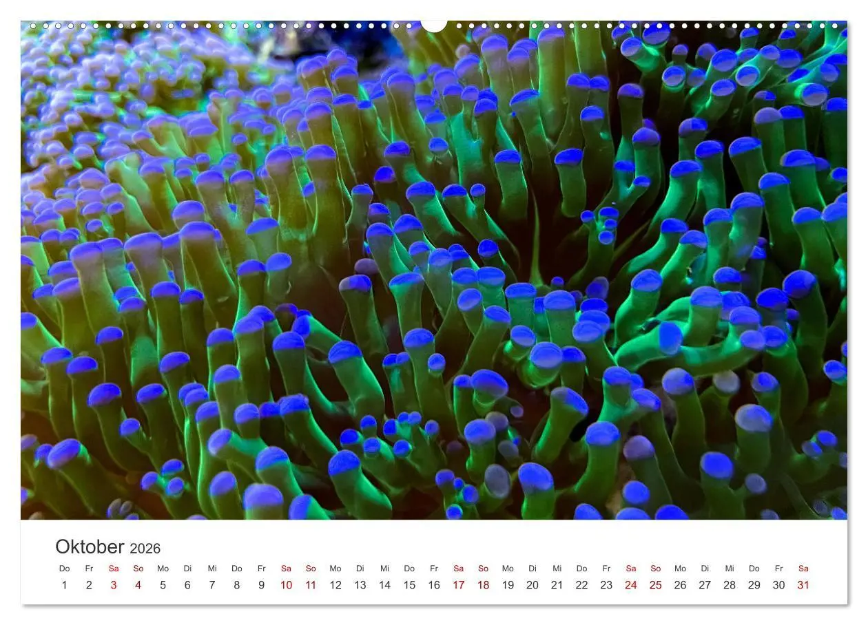 Bild: 9783457562352 | Tiefsee - Ein Abenteuer ins Unbekannte. (Wandkalender 2026 DIN A2...