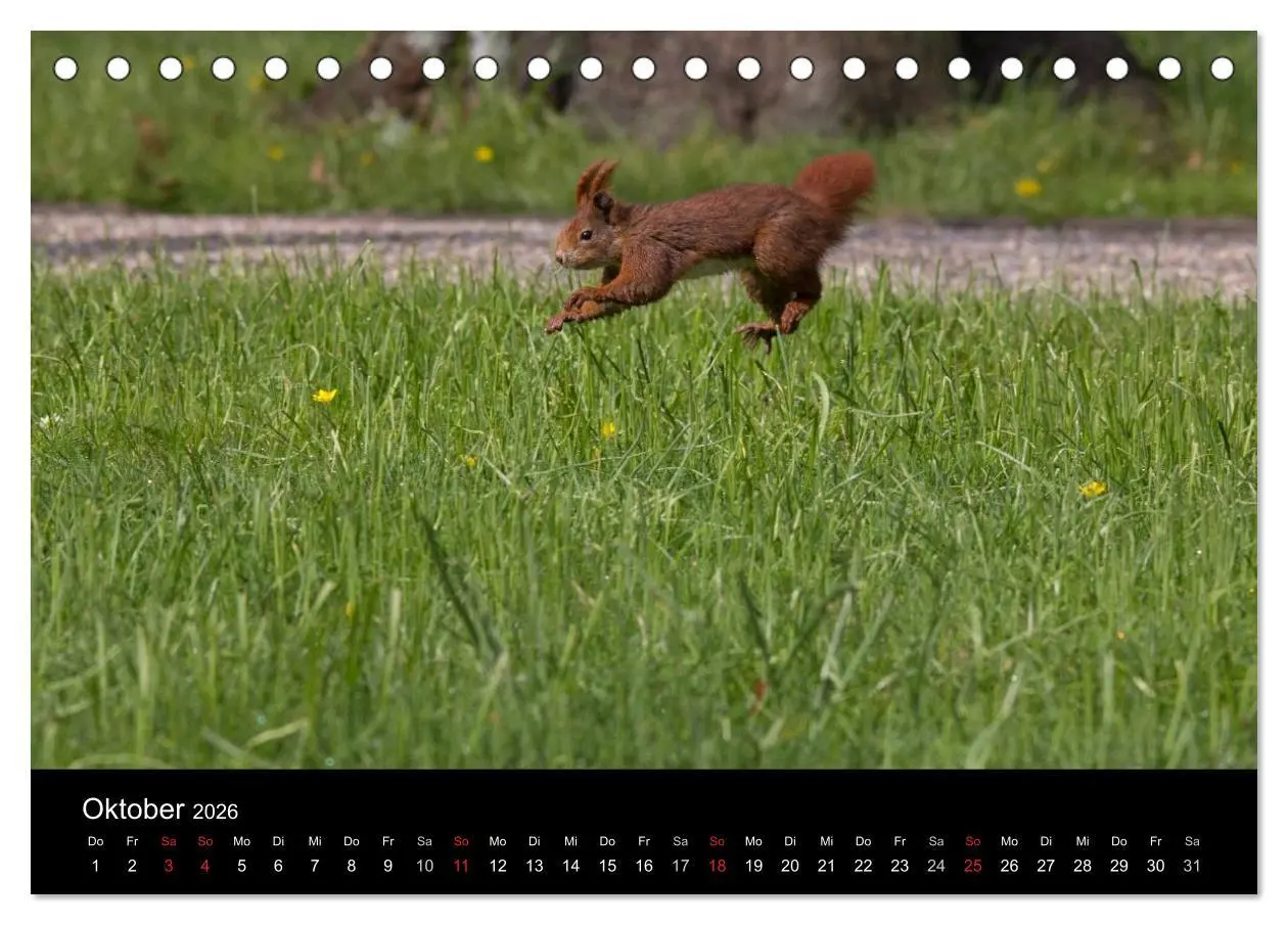 Bild: 9783516102352 | Mit dem Eichhörnchen durchs Jahr (Tischkalender 2026 DIN A5 quer),...