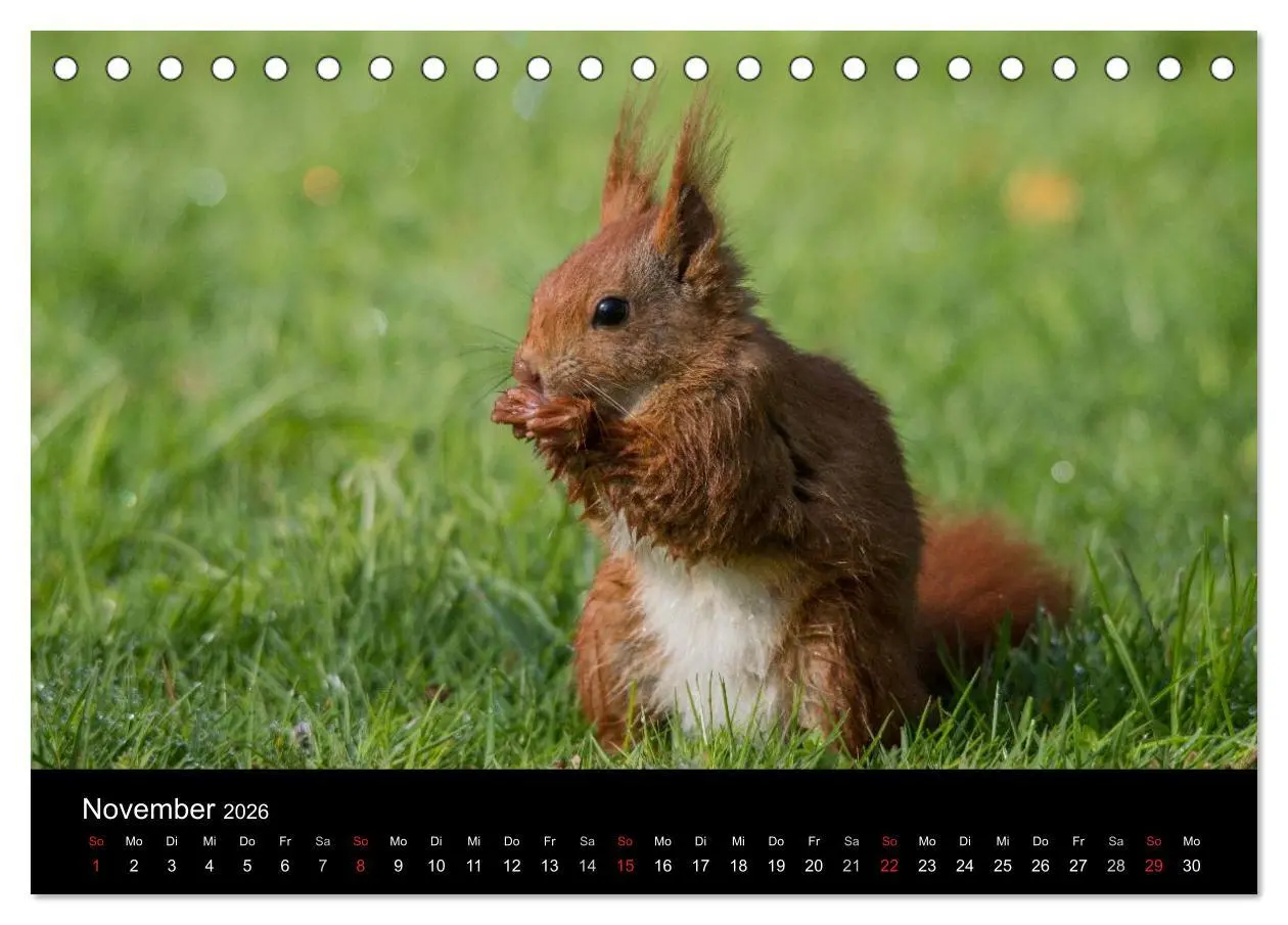 Bild: 9783516102352 | Mit dem Eichhörnchen durchs Jahr (Tischkalender 2026 DIN A5 quer),...