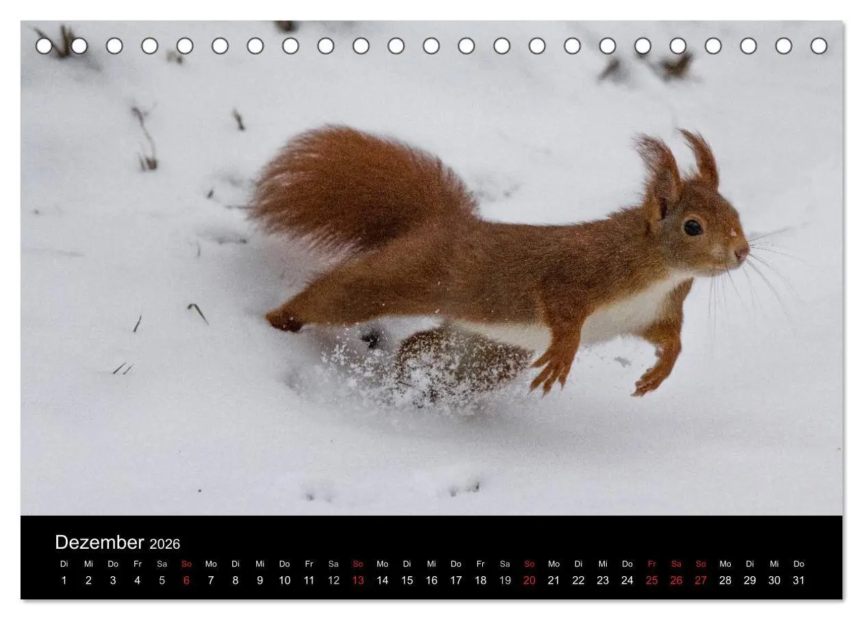 Bild: 9783516102352 | Mit dem Eichhörnchen durchs Jahr (Tischkalender 2026 DIN A5 quer),...
