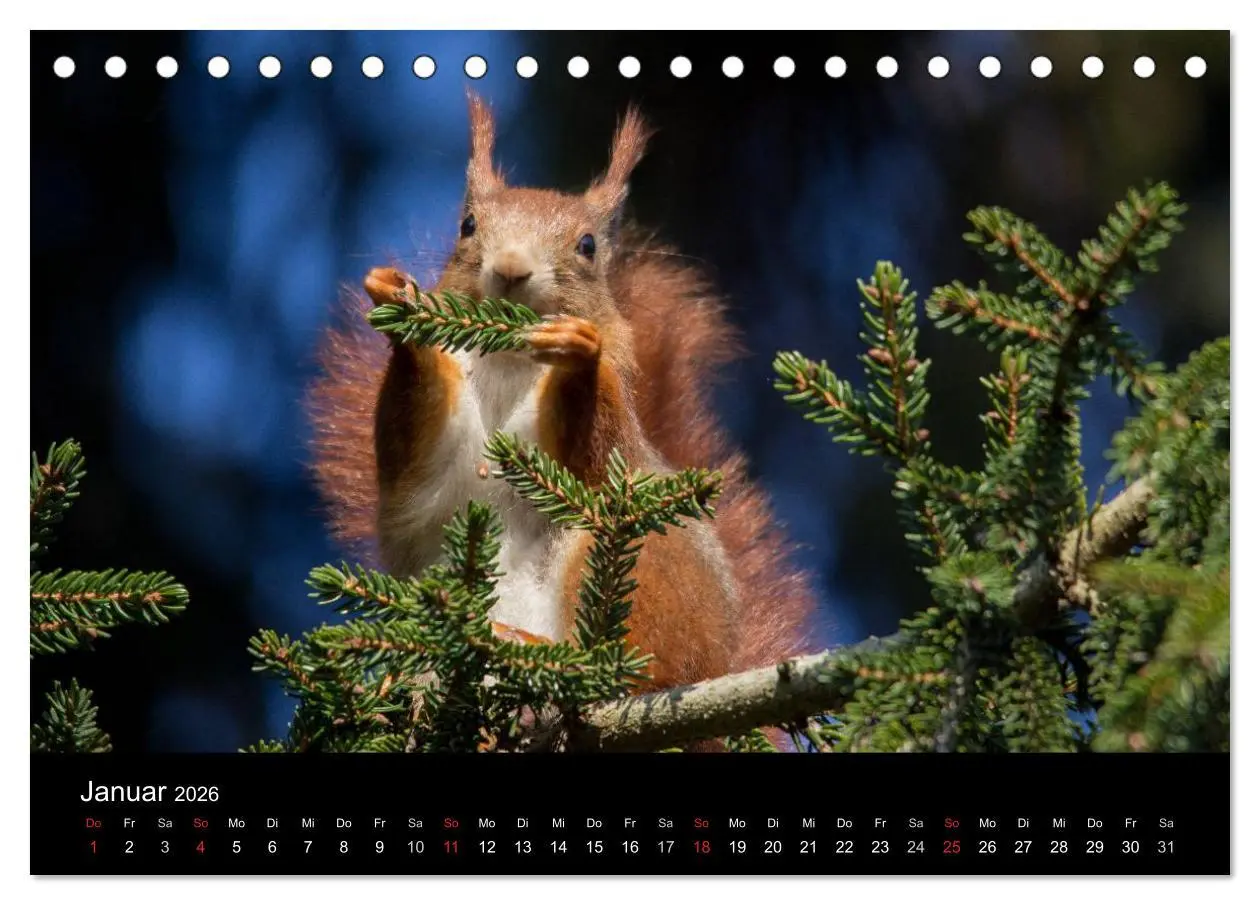 Bild: 9783516102352 | Mit dem Eichhörnchen durchs Jahr (Tischkalender 2026 DIN A5 quer),...