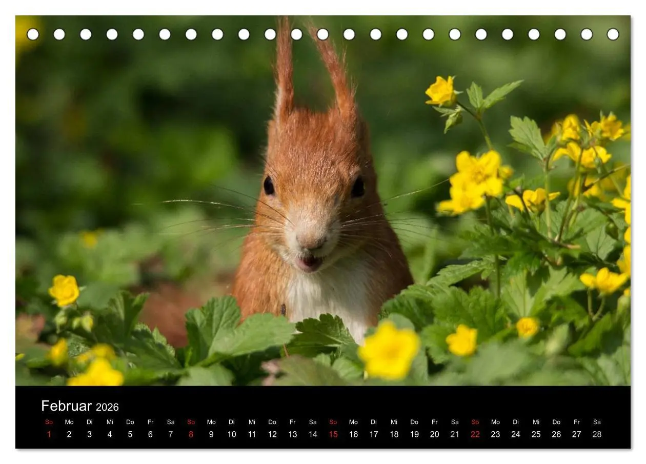 Bild: 9783516102352 | Mit dem Eichhörnchen durchs Jahr (Tischkalender 2026 DIN A5 quer),...