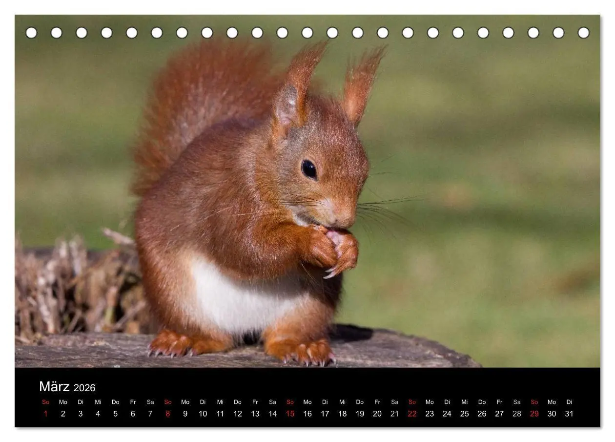 Bild: 9783516102352 | Mit dem Eichhörnchen durchs Jahr (Tischkalender 2026 DIN A5 quer),...