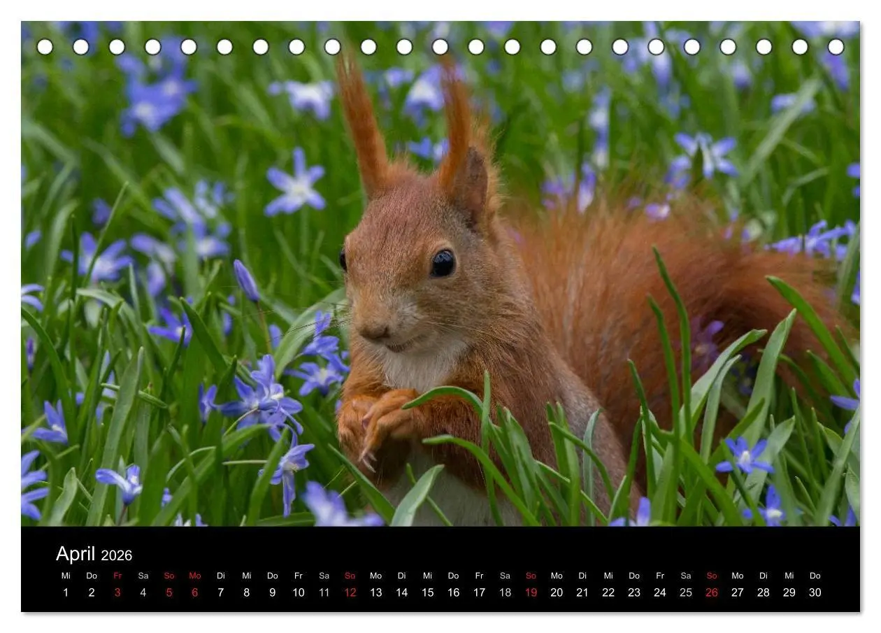 Bild: 9783516102352 | Mit dem Eichhörnchen durchs Jahr (Tischkalender 2026 DIN A5 quer),...