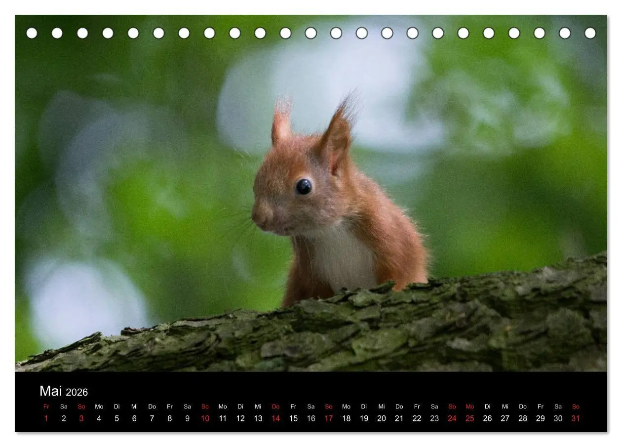 Bild: 9783516102352 | Mit dem Eichhörnchen durchs Jahr (Tischkalender 2026 DIN A5 quer),...