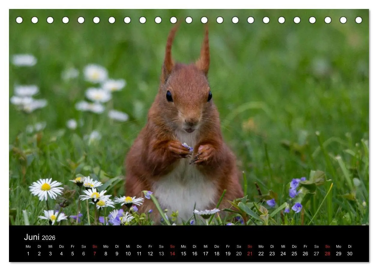 Bild: 9783516102352 | Mit dem Eichhörnchen durchs Jahr (Tischkalender 2026 DIN A5 quer),...
