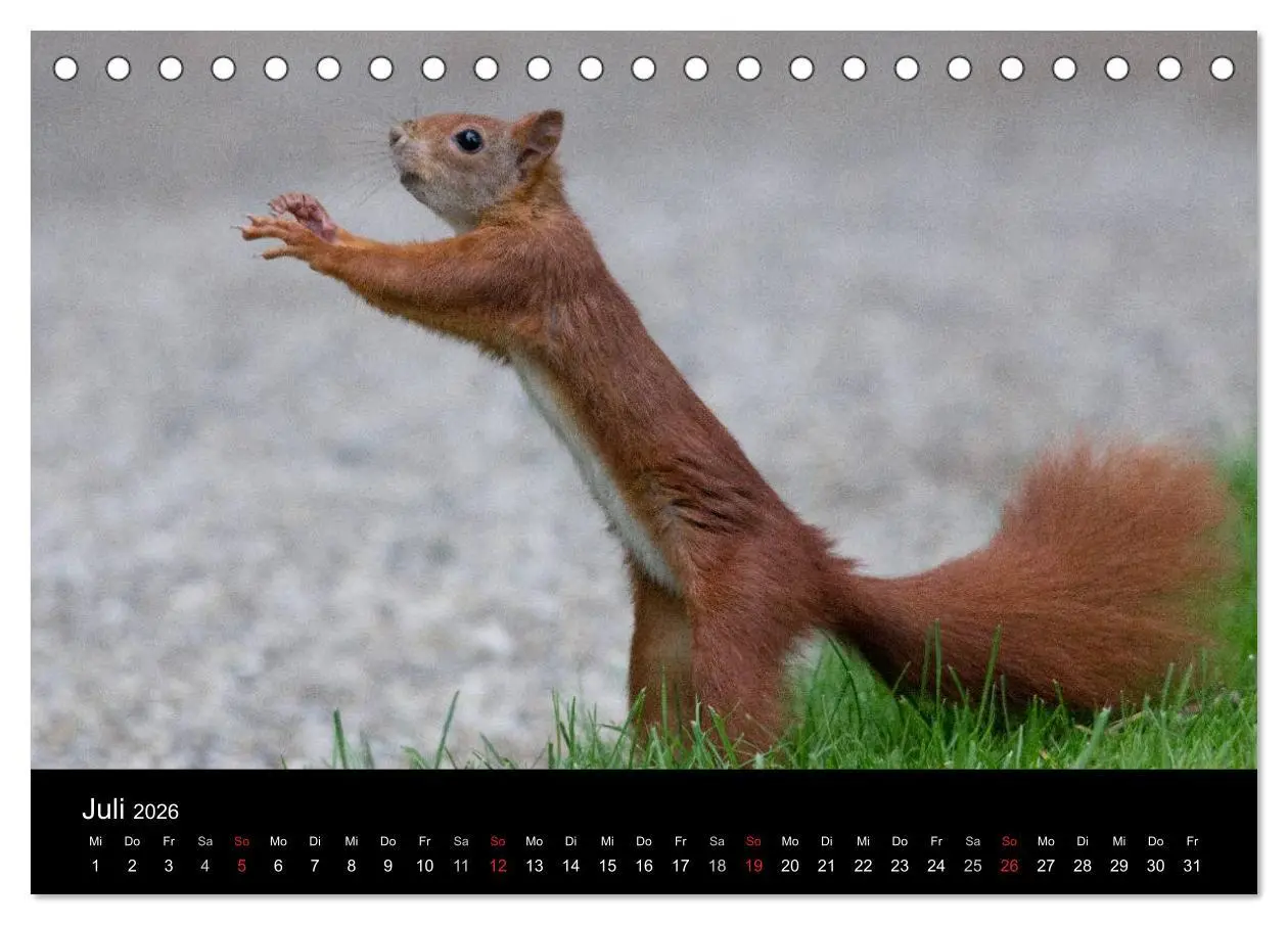 Bild: 9783516102352 | Mit dem Eichhörnchen durchs Jahr (Tischkalender 2026 DIN A5 quer),...