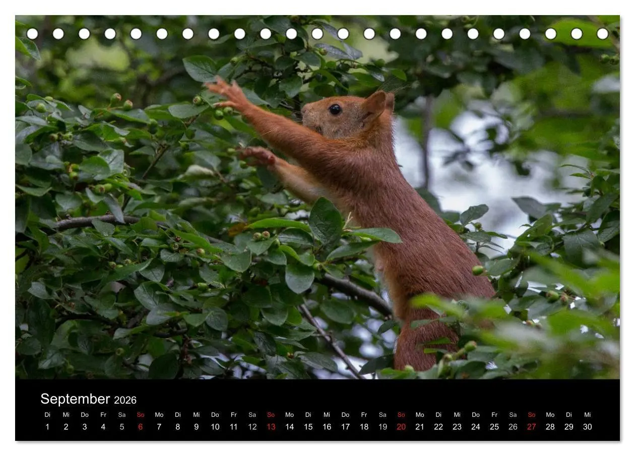 Bild: 9783516102352 | Mit dem Eichhörnchen durchs Jahr (Tischkalender 2026 DIN A5 quer),...