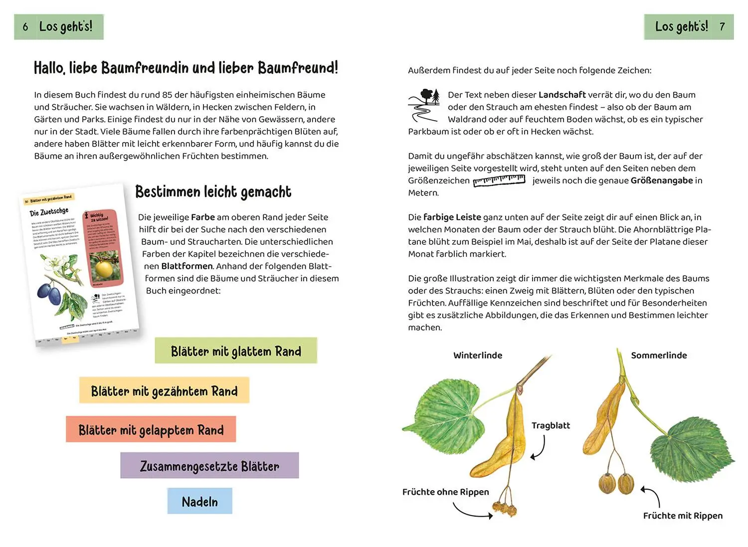 Bild: 9783440172452 | Welcher Baum ist das? Kindernaturführer | Holger Haag | Taschenbuch