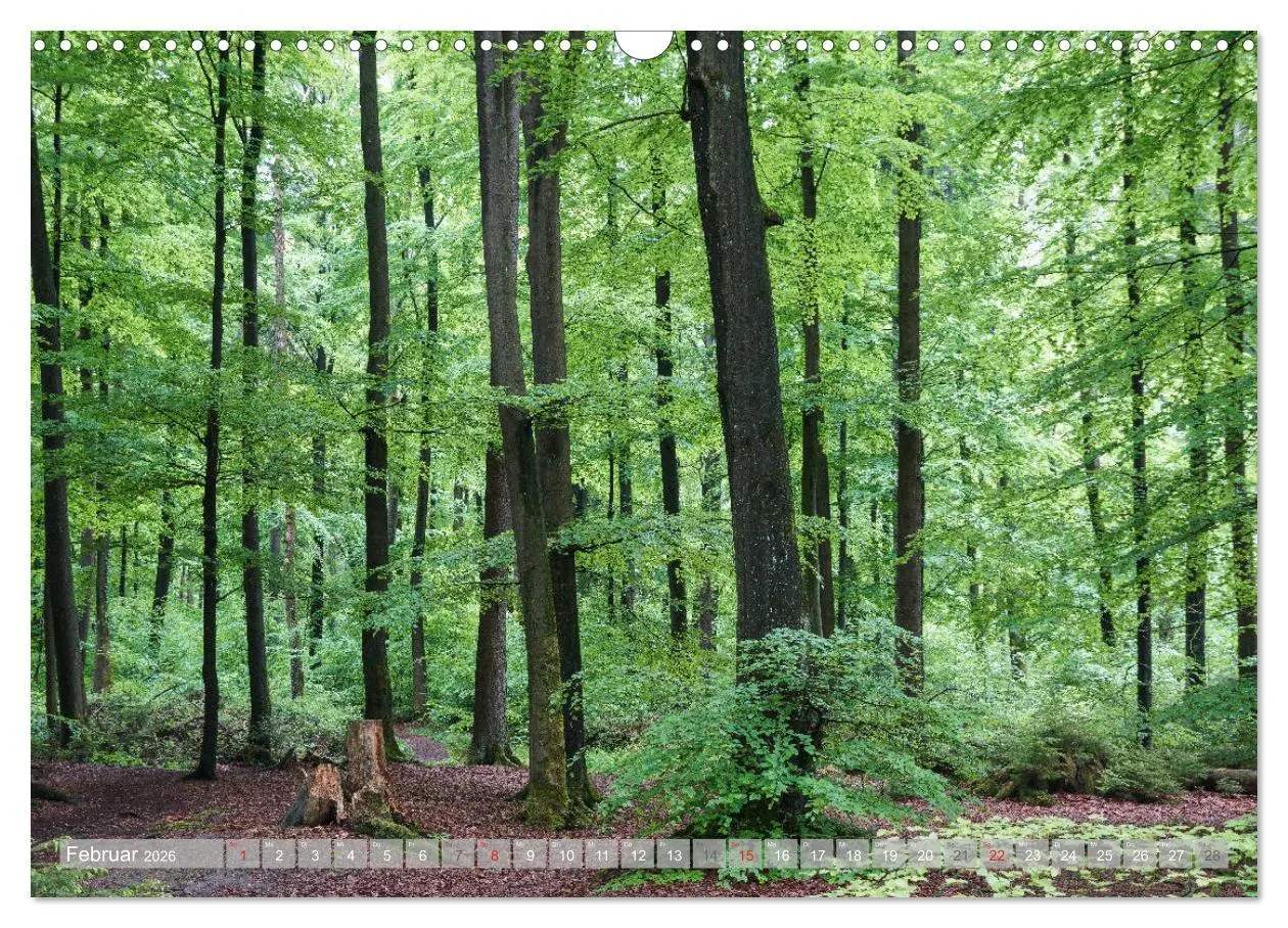 Bild: 9783457792452 | Teutoburger Wald - Natur und Kultur (Wandkalender 2026 DIN A3...