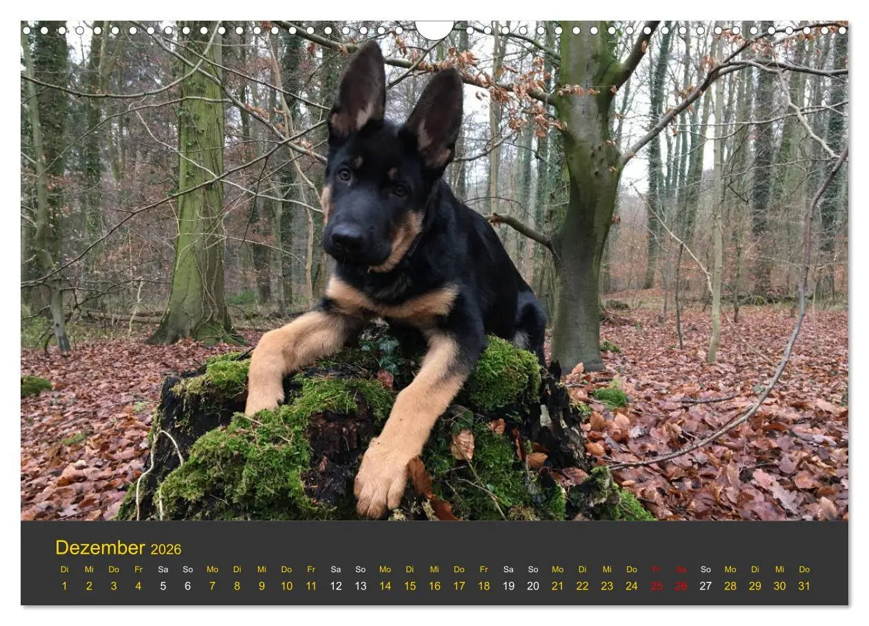Bild: 9783457862452 | Deutscher Schäferhund-Welpe - aus der Ostdeutschen Arbeitslinie...
