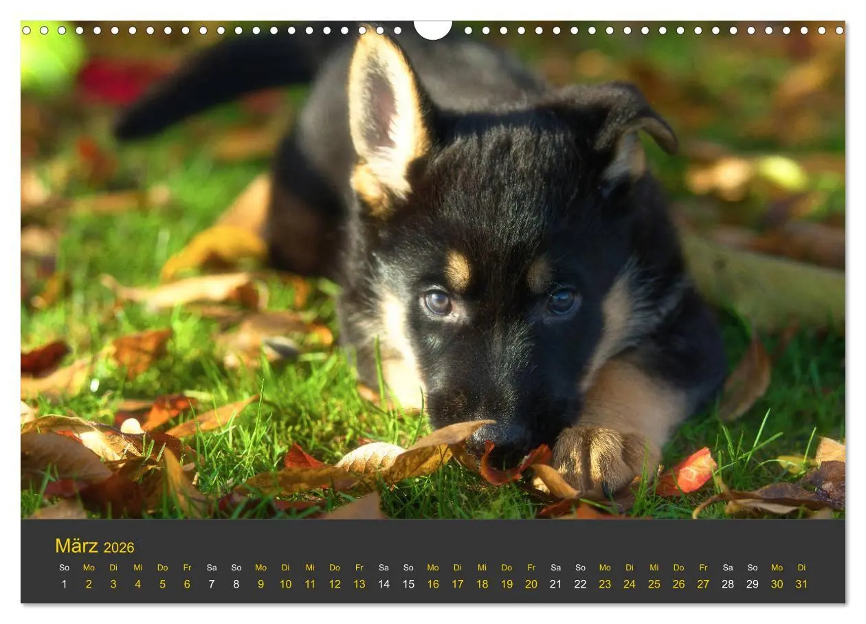 Bild: 9783457862452 | Deutscher Schäferhund-Welpe - aus der Ostdeutschen Arbeitslinie...