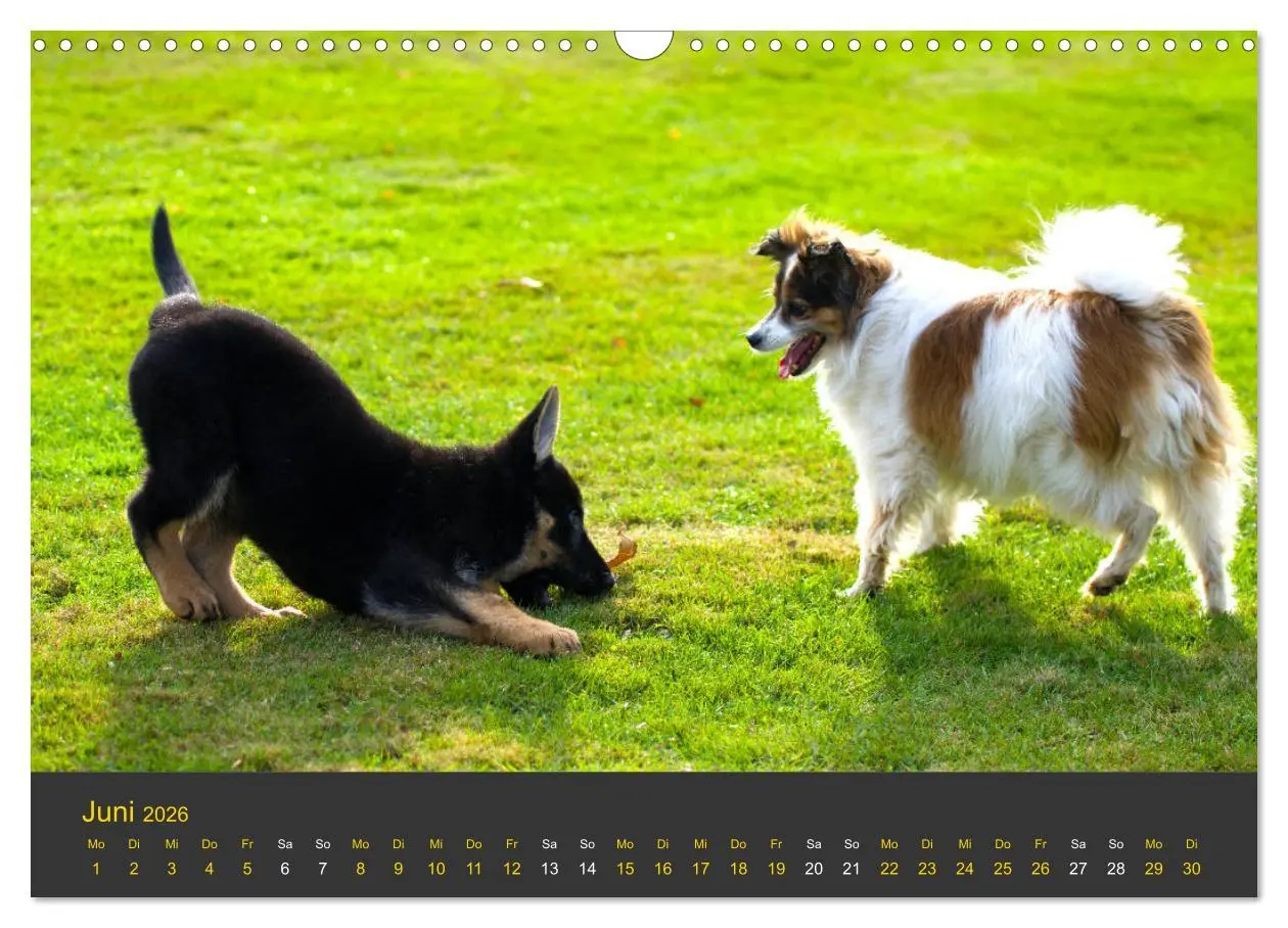 Bild: 9783457862452 | Deutscher Schäferhund-Welpe - aus der Ostdeutschen Arbeitslinie...