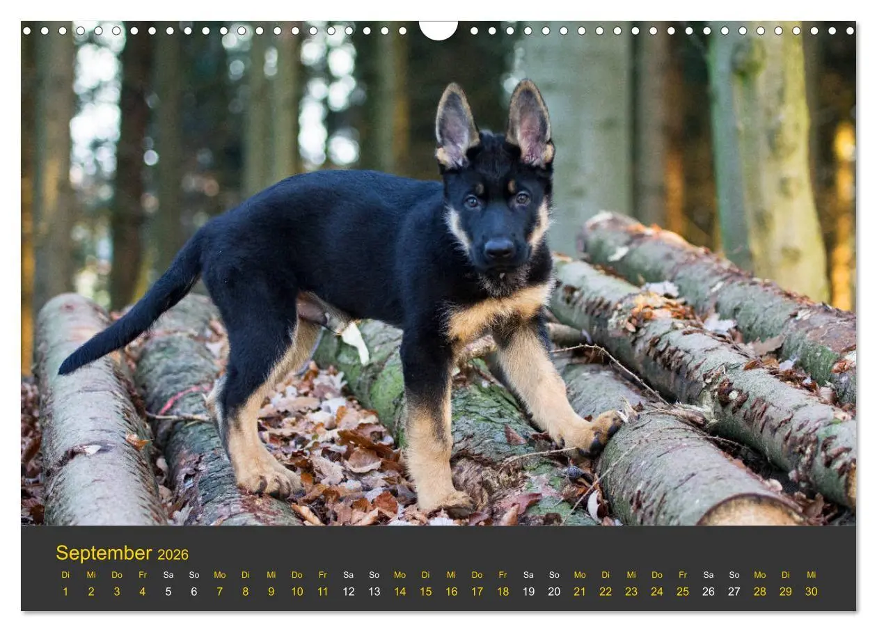 Bild: 9783457862452 | Deutscher Schäferhund-Welpe - aus der Ostdeutschen Arbeitslinie...