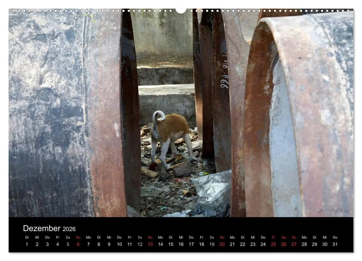 Bild: 9783516192452 | Straßenhunde (hochwertiger Premium Wandkalender 2026 DIN A2 quer),...