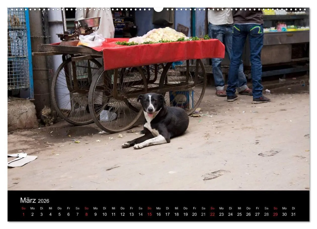 Bild: 9783516192452 | Straßenhunde (hochwertiger Premium Wandkalender 2026 DIN A2 quer),...