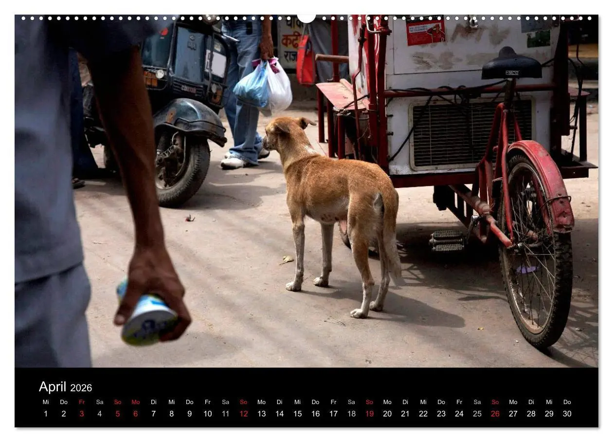 Bild: 9783516192452 | Straßenhunde (hochwertiger Premium Wandkalender 2026 DIN A2 quer),...
