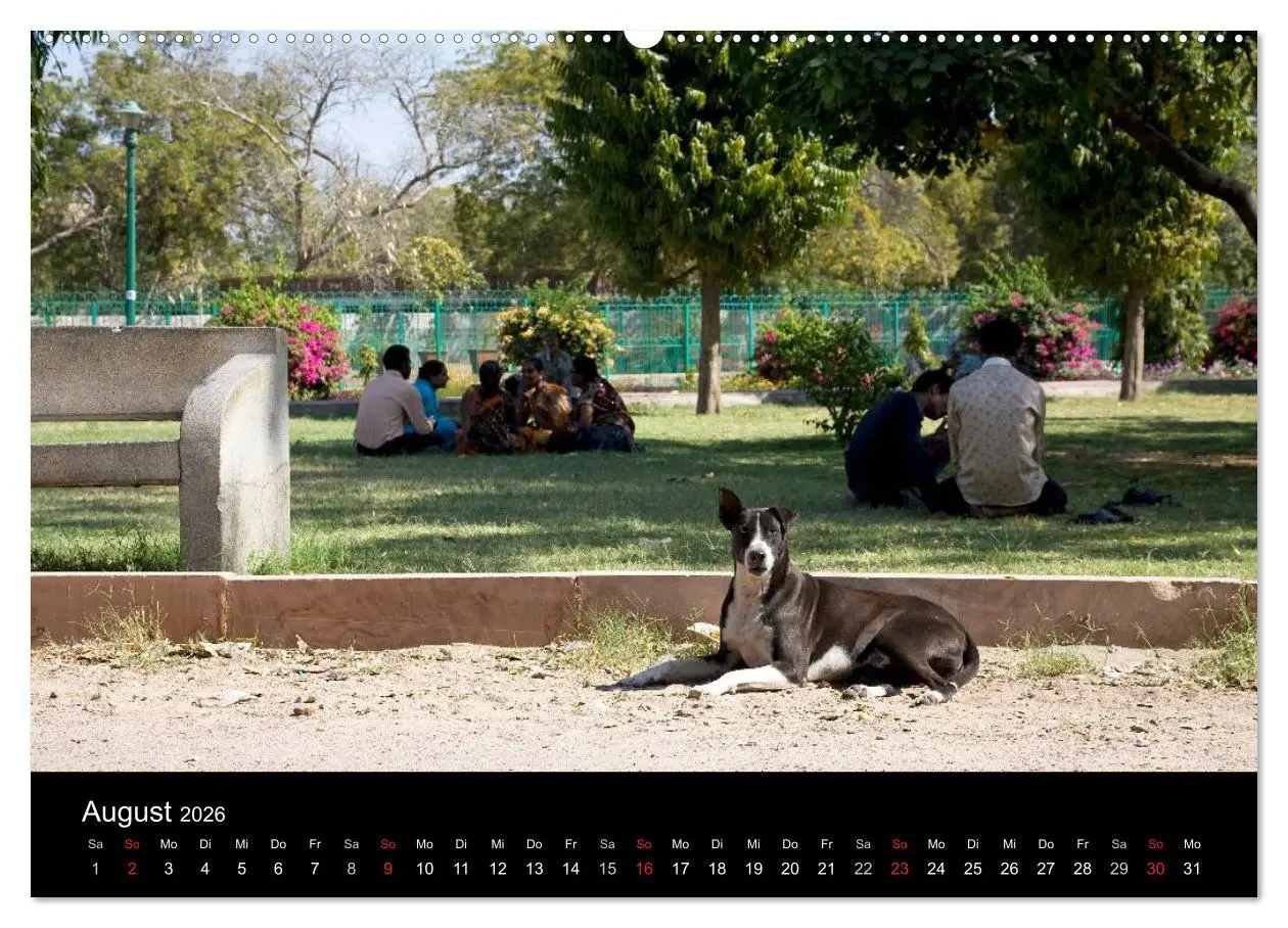 Bild: 9783516192452 | Straßenhunde (hochwertiger Premium Wandkalender 2026 DIN A2 quer),...