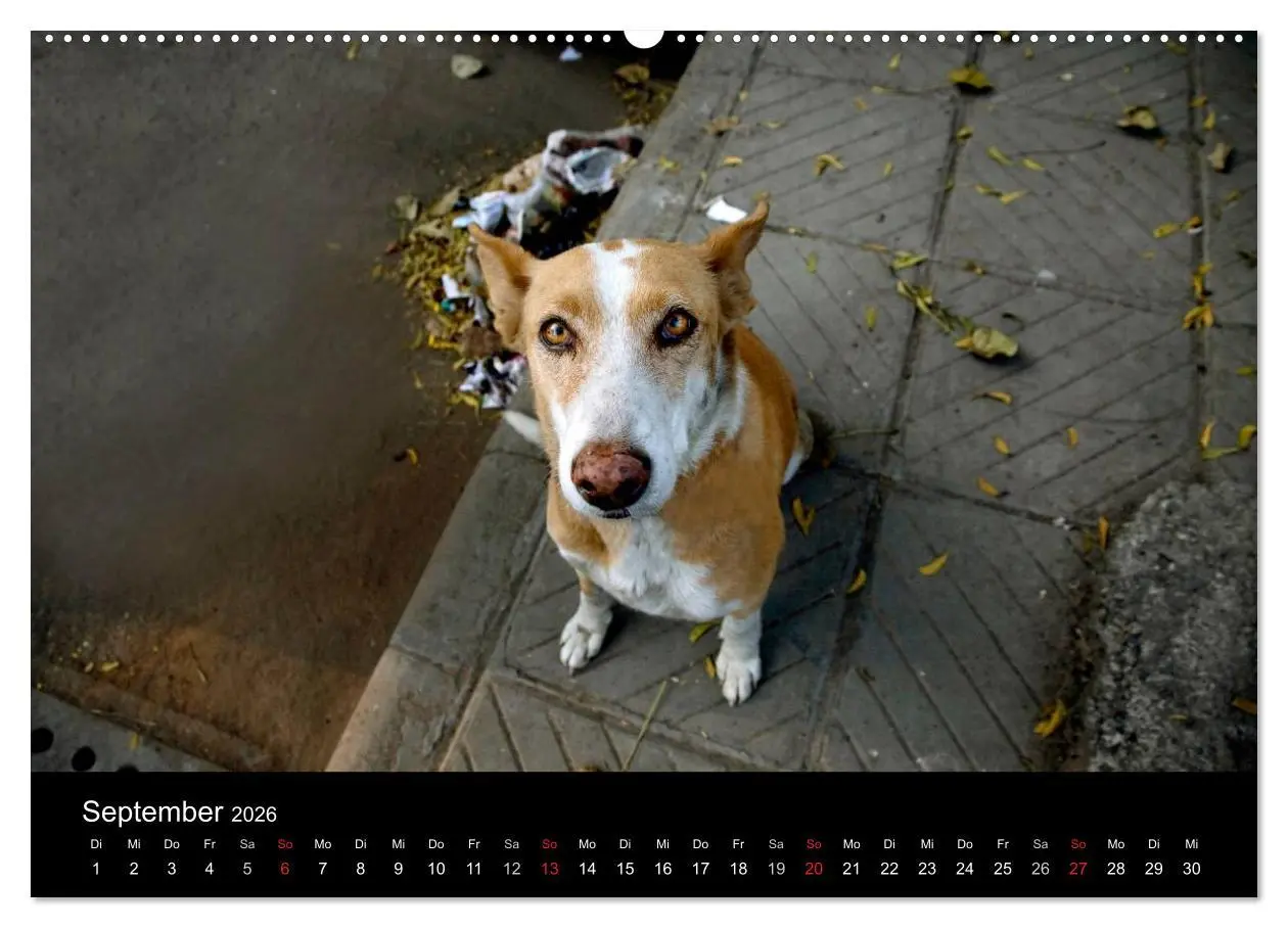 Bild: 9783516192452 | Straßenhunde (hochwertiger Premium Wandkalender 2026 DIN A2 quer),...