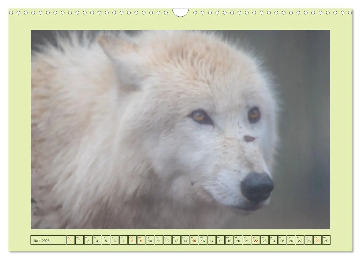 Bild: 9783383972652 | Wolf - wild und schön (Wandkalender 2025 DIN A3 quer), CALVENDO...