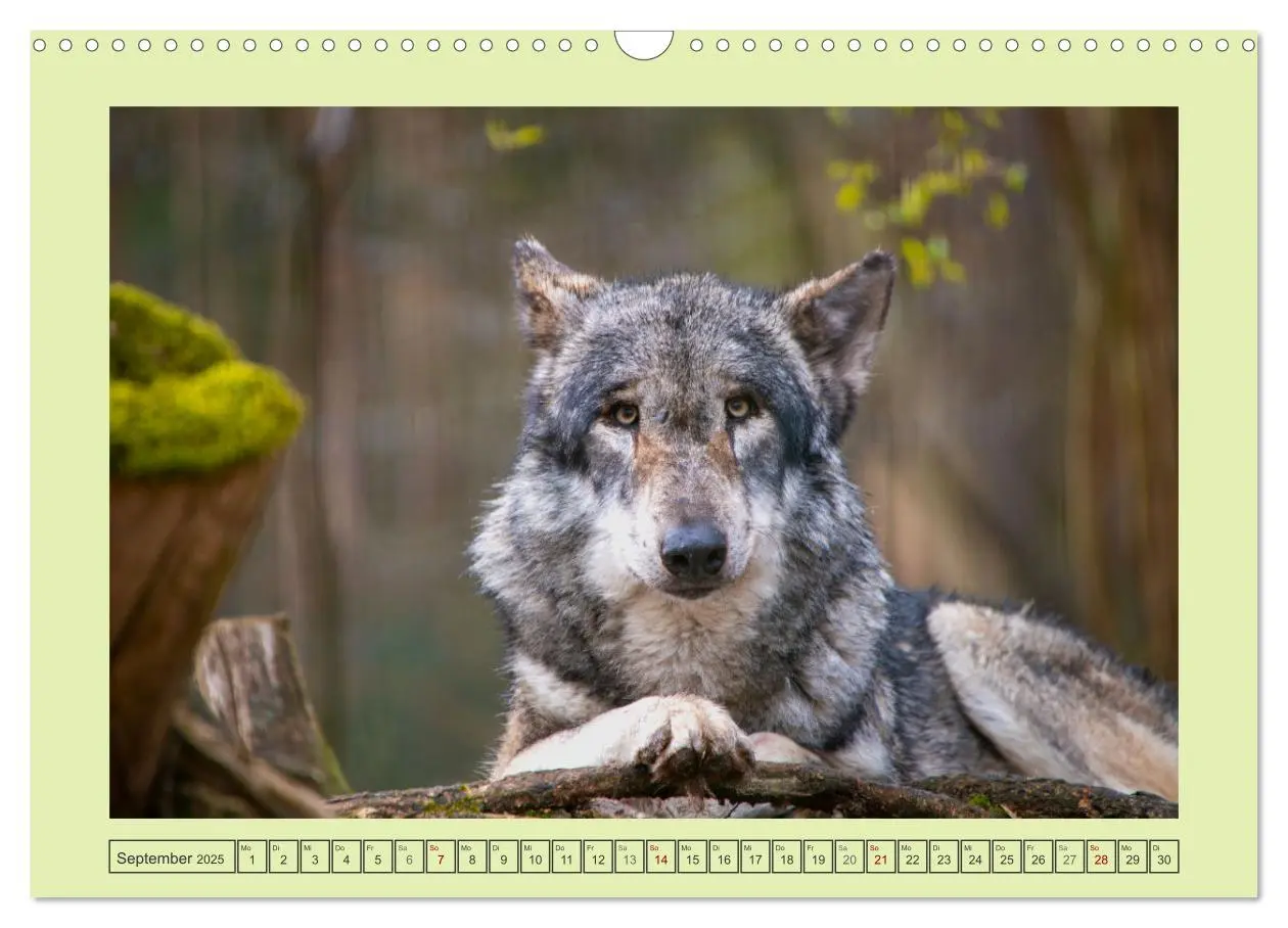 Bild: 9783383972652 | Wolf - wild und schön (Wandkalender 2025 DIN A3 quer), CALVENDO...