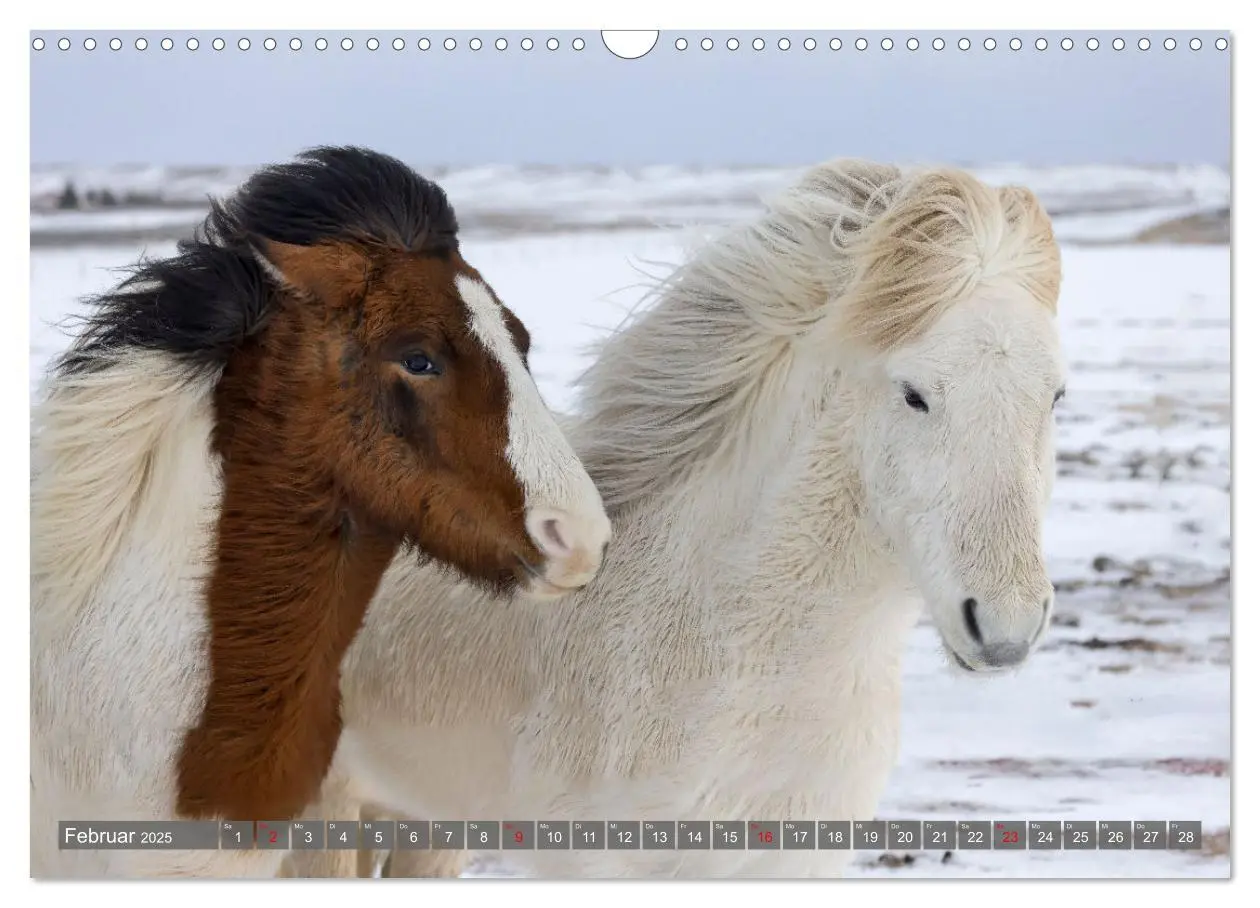 Bild: 9783457152652 | Islandpferde - Reise in ihre wilde Heimat (Wandkalender 2025 DIN A3...