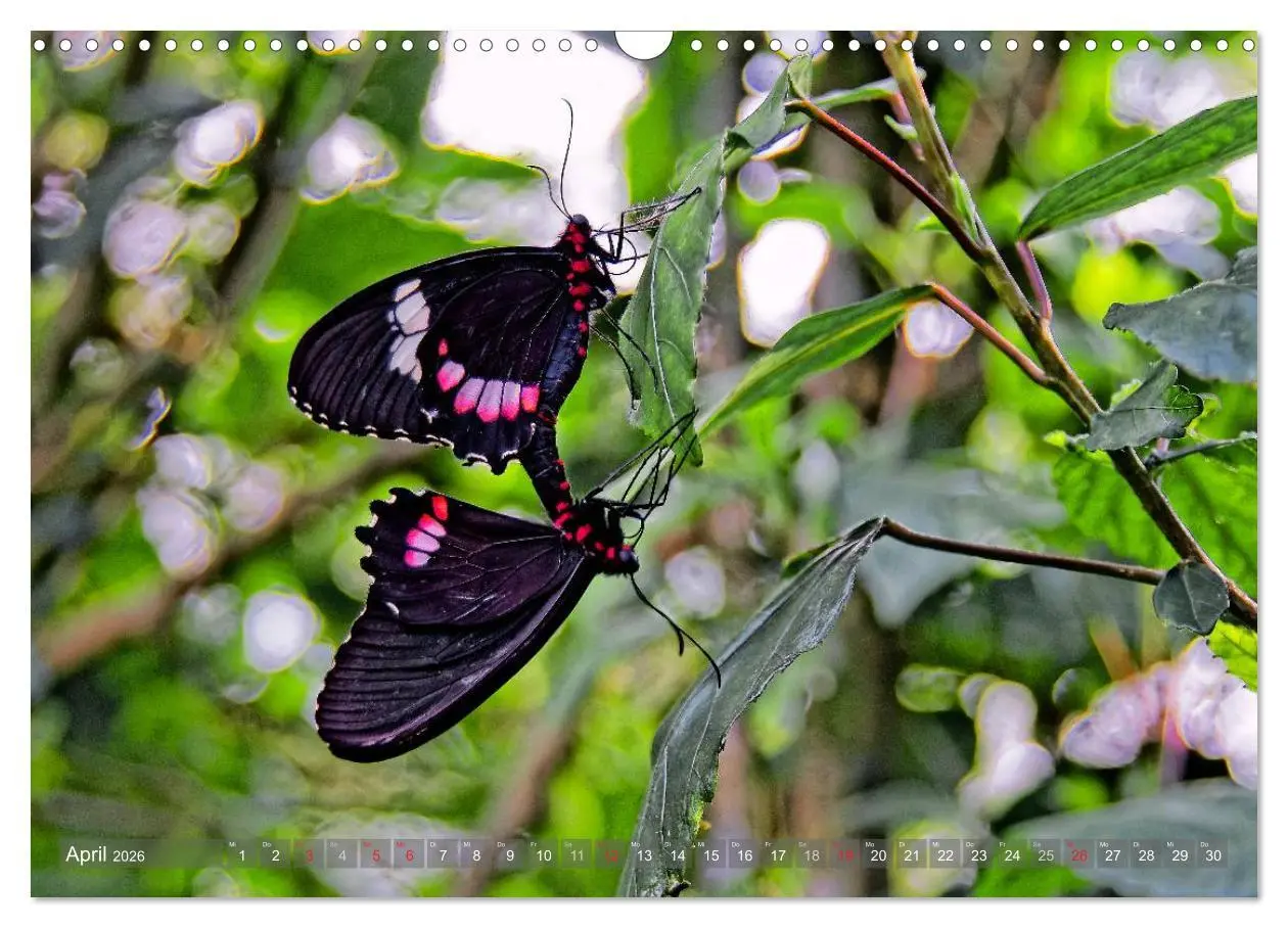 Bild: 9783516162752 | Kolumbien (Wandkalender 2026 DIN A3 quer), CALVENDO Monatskalender