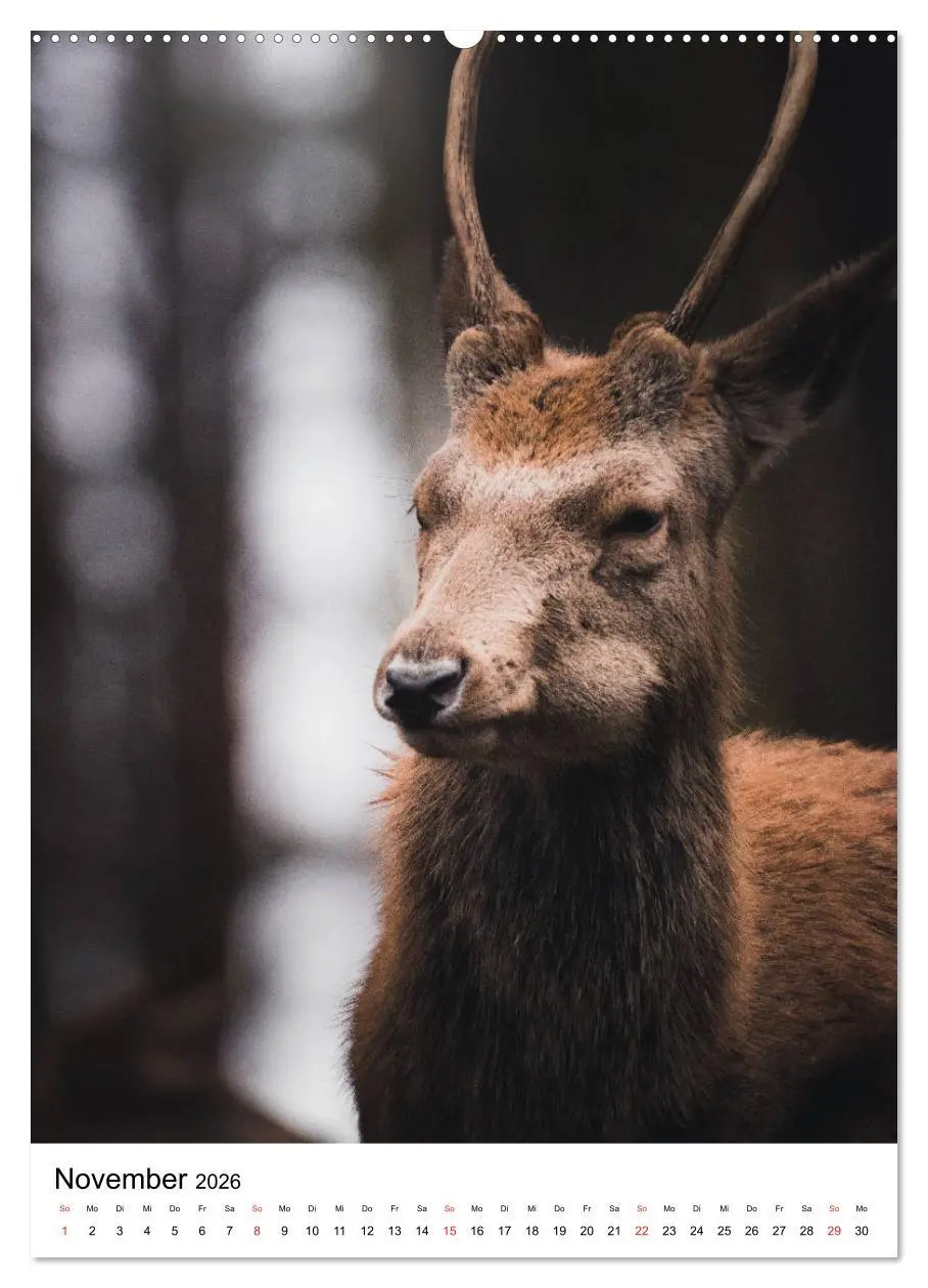 Bild: 9783516392852 | Wilde Nachbarn: Rotwild (hochwertiger Premium Wandkalender 2026 DIN...