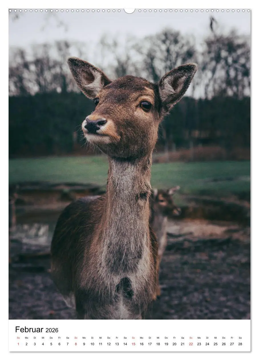 Bild: 9783516392852 | Wilde Nachbarn: Rotwild (hochwertiger Premium Wandkalender 2026 DIN...
