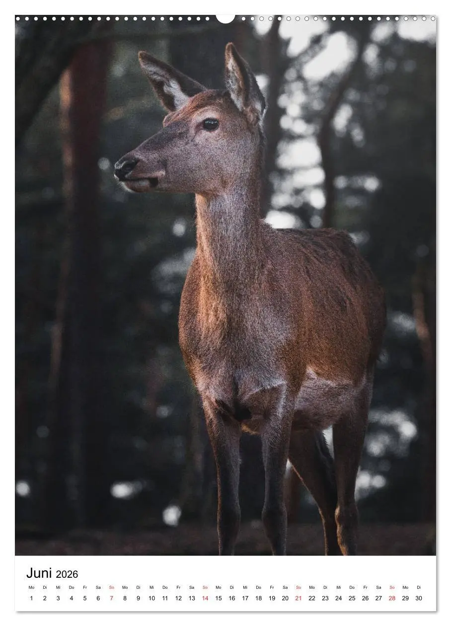 Bild: 9783516392852 | Wilde Nachbarn: Rotwild (hochwertiger Premium Wandkalender 2026 DIN...