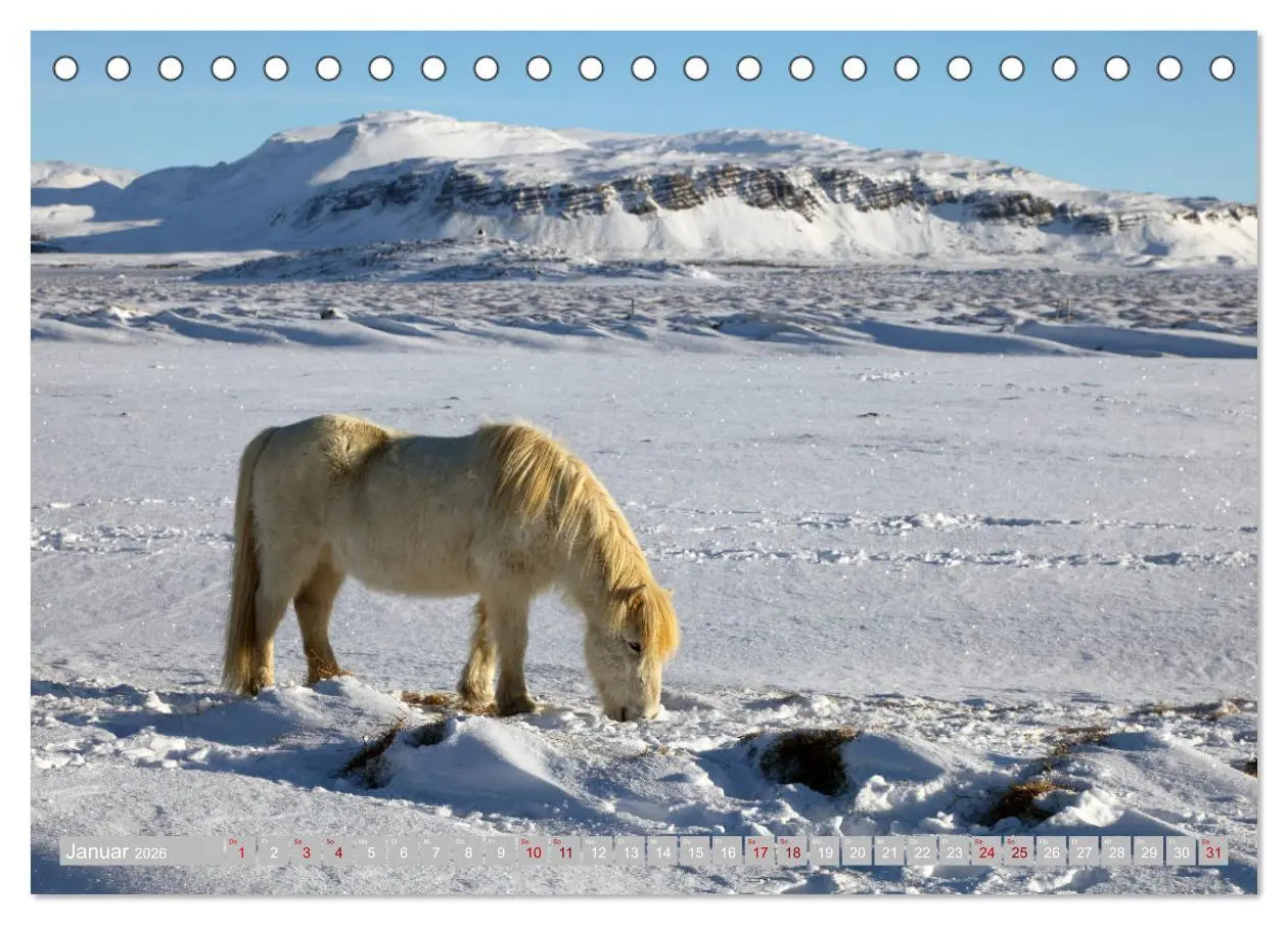 Bild: 9783457812952 | Islandpferde - Die tierischen Stars der Insel (Tischkalender 2026...