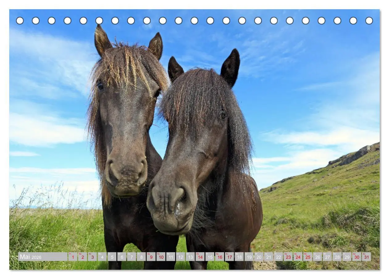 Bild: 9783457812952 | Islandpferde - Die tierischen Stars der Insel (Tischkalender 2026...