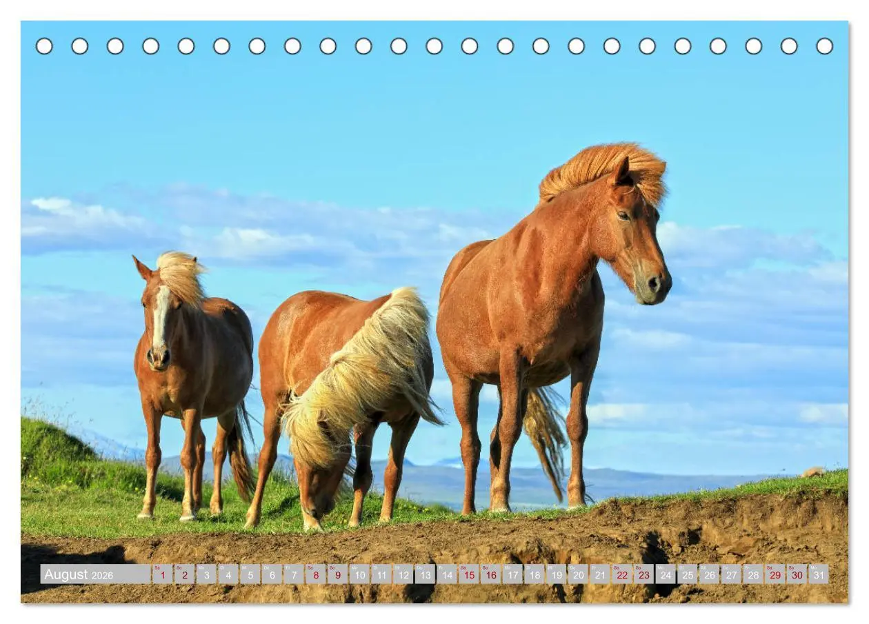 Bild: 9783457812952 | Islandpferde - Die tierischen Stars der Insel (Tischkalender 2026...