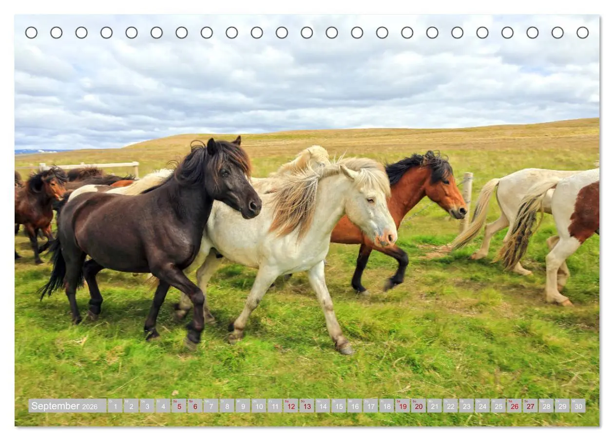 Bild: 9783457812952 | Islandpferde - Die tierischen Stars der Insel (Tischkalender 2026...