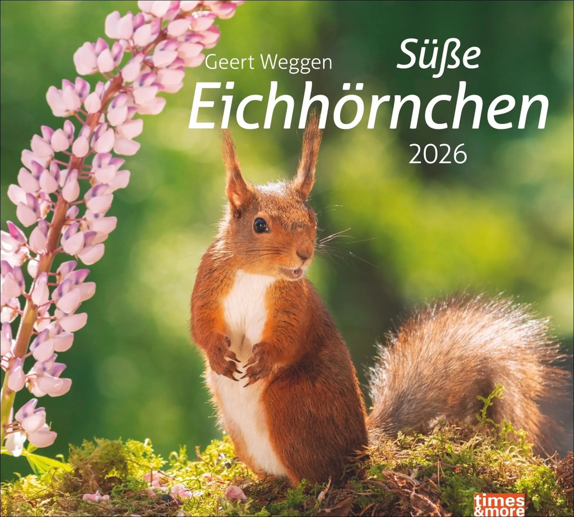 Cover: 9783756412952 | times&amp;more Eichhörnchen Bildkalender 2026 | Geert Weggen | Kalender