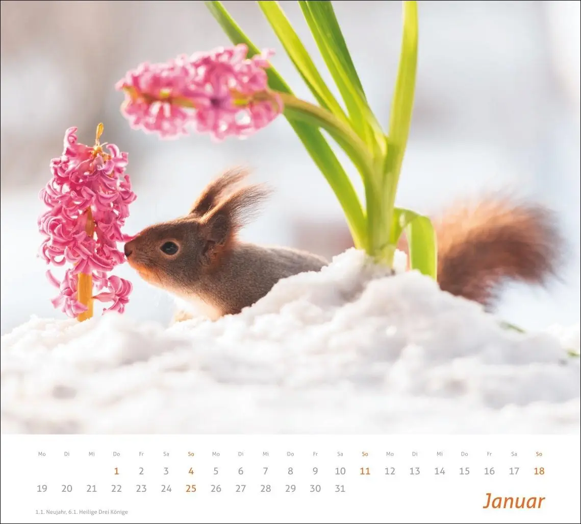 Bild: 9783756412952 | times&amp;more Eichhörnchen Bildkalender 2026 | Geert Weggen | Kalender