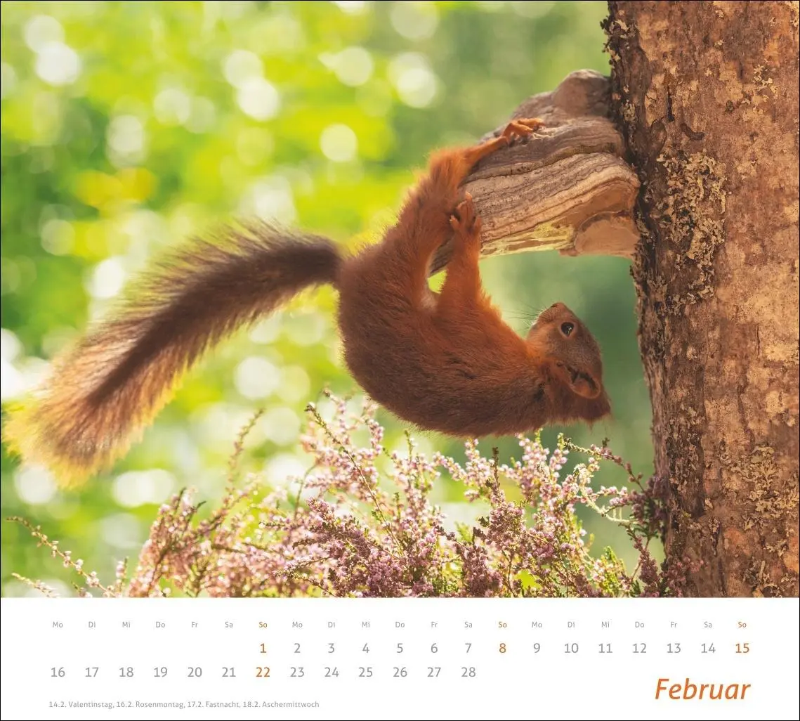 Bild: 9783756412952 | times&amp;more Eichhörnchen Bildkalender 2026 | Geert Weggen | Kalender