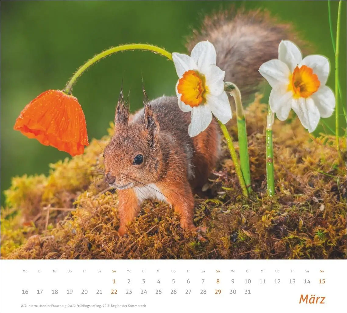 Bild: 9783756412952 | times&amp;more Eichhörnchen Bildkalender 2026 | Geert Weggen | Kalender