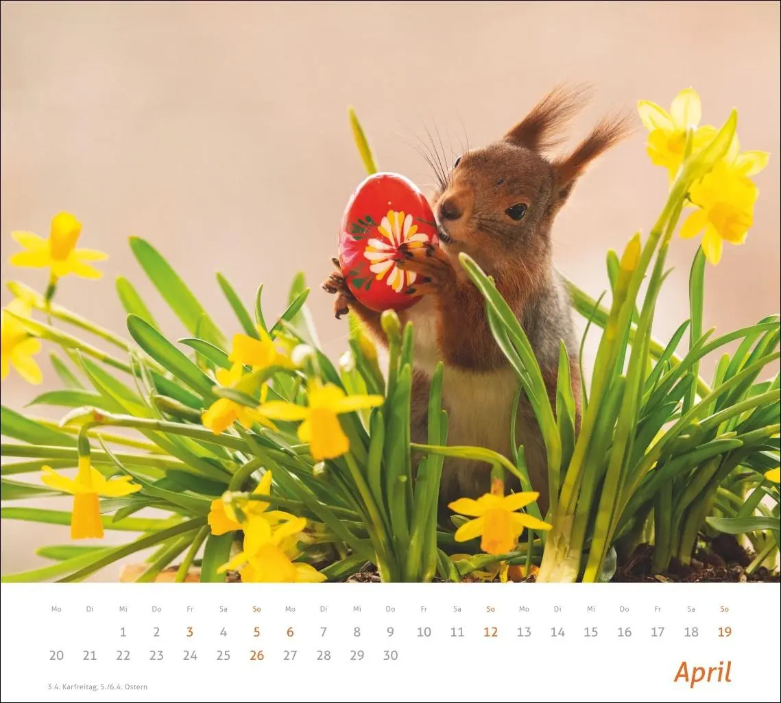 Bild: 9783756412952 | times&amp;more Eichhörnchen Bildkalender 2026 | Geert Weggen | Kalender
