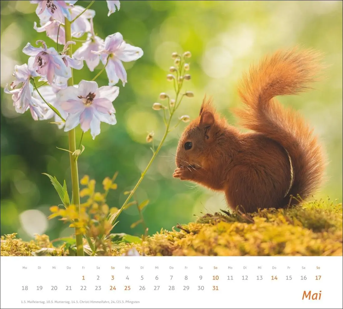 Bild: 9783756412952 | times&amp;more Eichhörnchen Bildkalender 2026 | Geert Weggen | Kalender