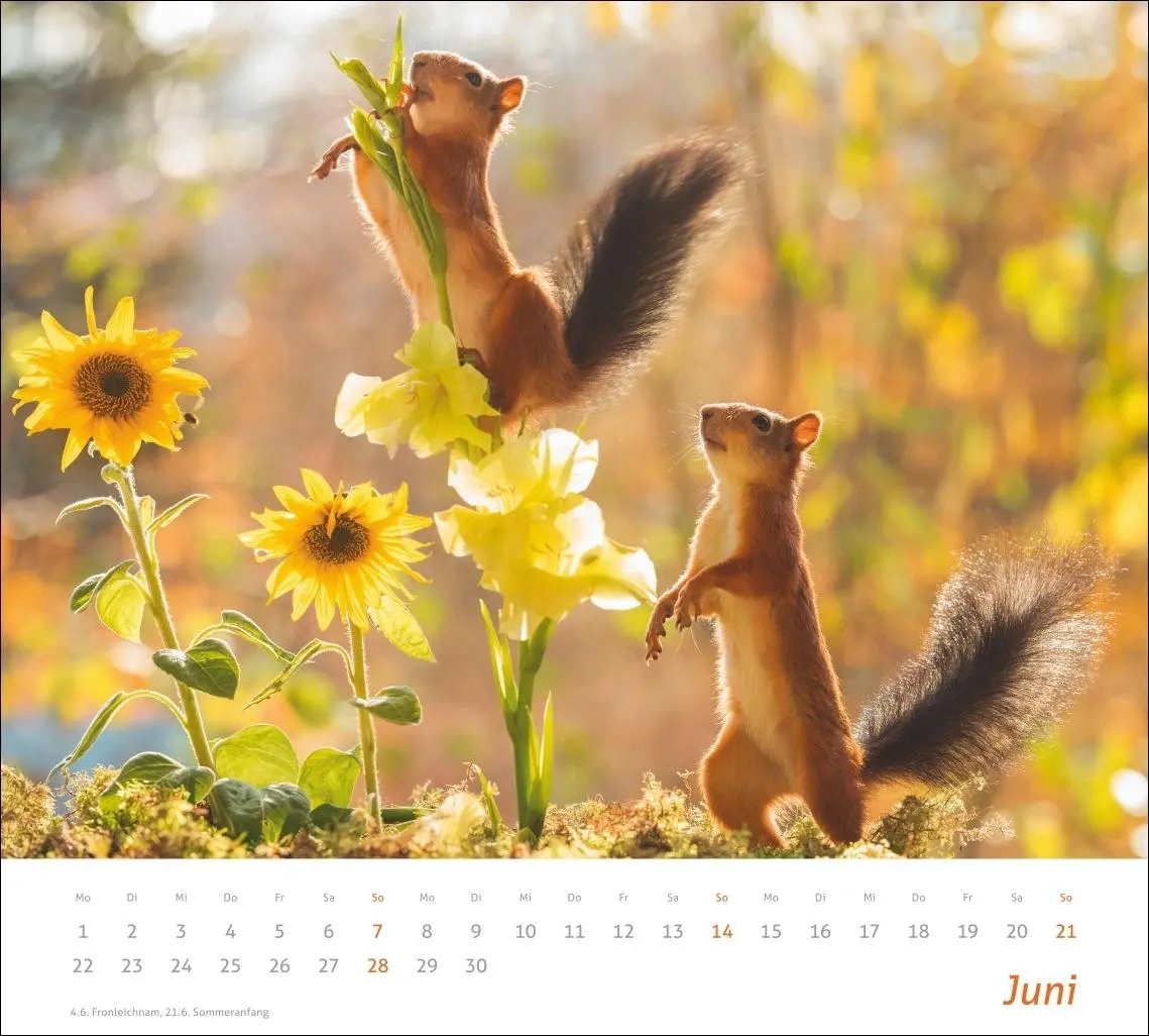 Bild: 9783756412952 | times&amp;more Eichhörnchen Bildkalender 2026 | Geert Weggen | Kalender
