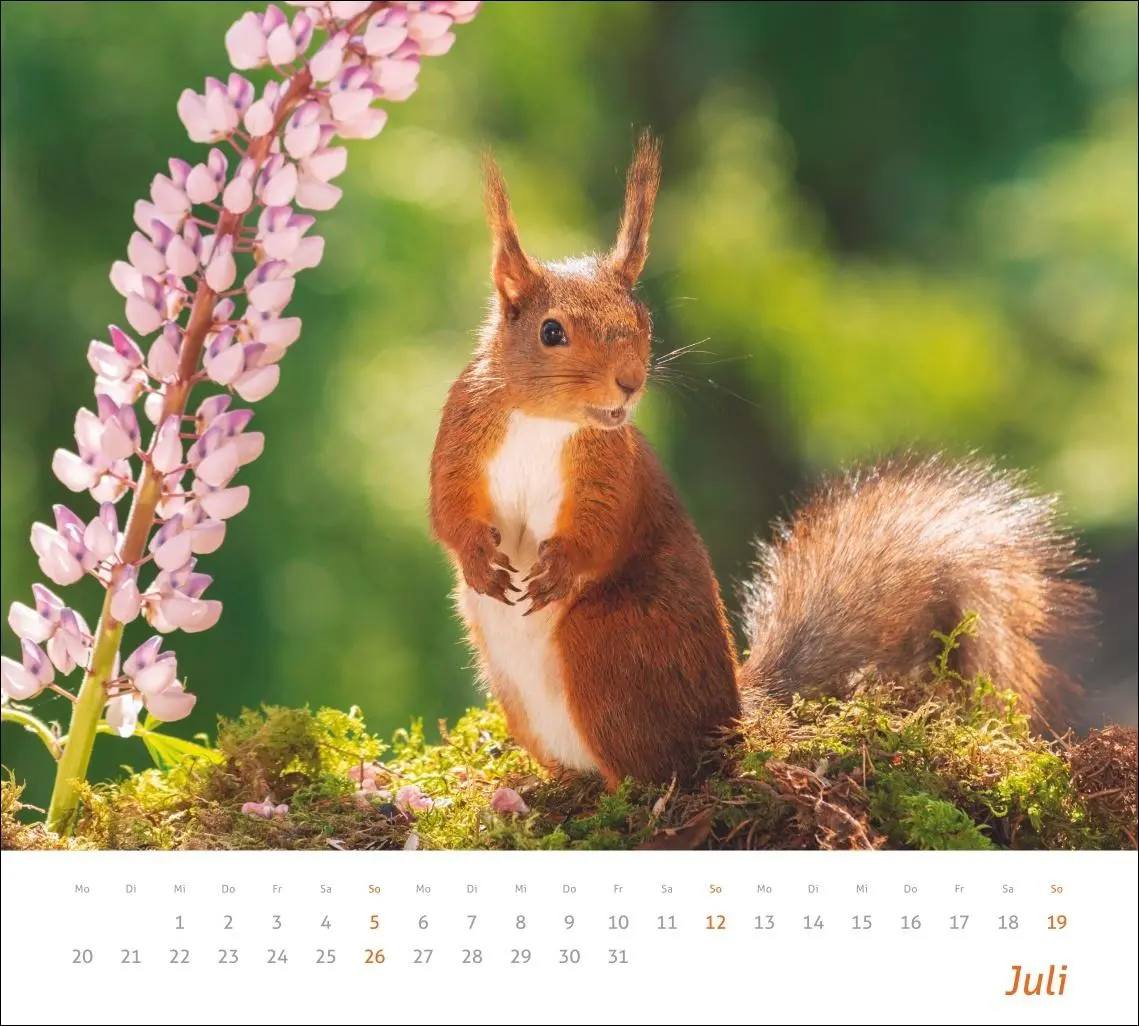 Bild: 9783756412952 | times&amp;more Eichhörnchen Bildkalender 2026 | Geert Weggen | Kalender
