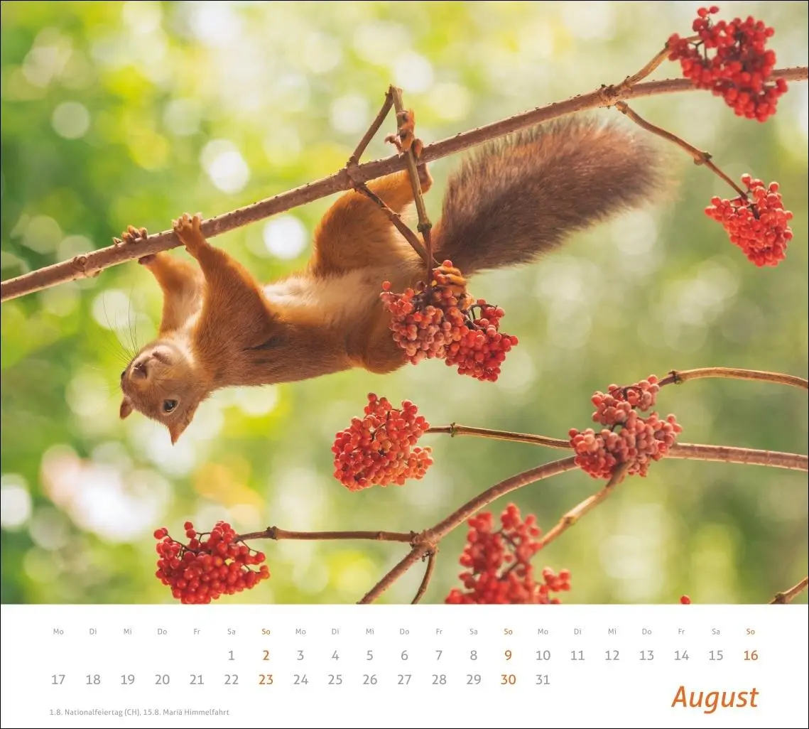 Bild: 9783756412952 | times&amp;more Eichhörnchen Bildkalender 2026 | Geert Weggen | Kalender