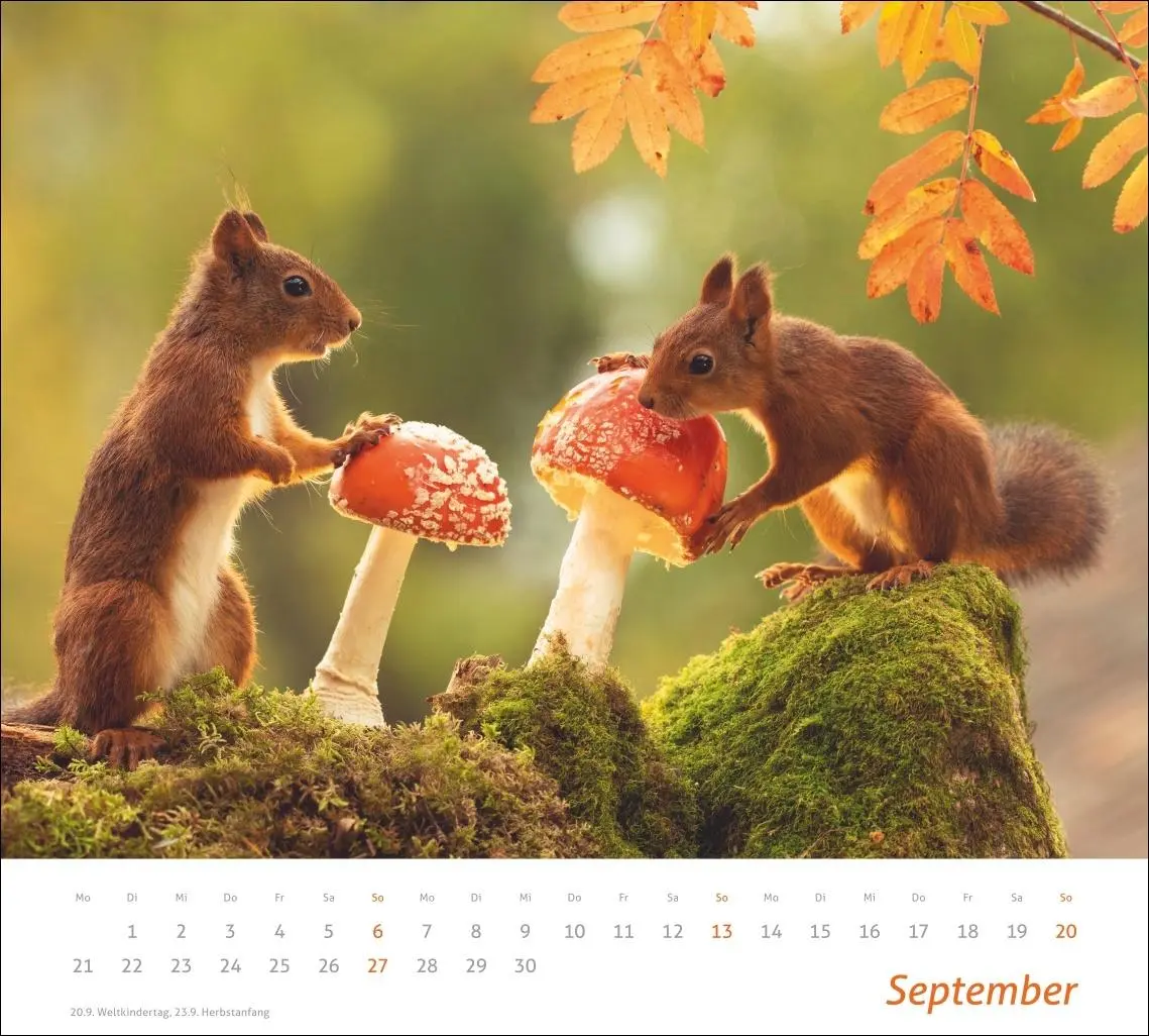 Bild: 9783756412952 | times&amp;more Eichhörnchen Bildkalender 2026 | Geert Weggen | Kalender